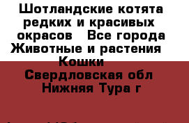 Шотландские котята редких и красивых  окрасов - Все города Животные и растения » Кошки   . Свердловская обл.,Нижняя Тура г.